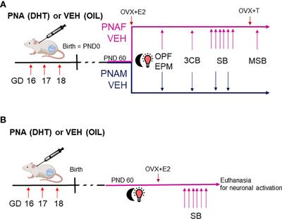 Maternal androgen excess significantly impairs sexual behavior in male and female mouse offspring: Perspective for a biological origin of sexual dysfunction in PCOS